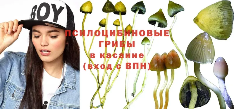 Галлюциногенные грибы Psilocybine cubensis  Лыткарино 