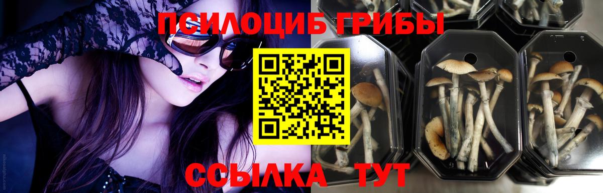 купить   Псилоцибиновые грибы MAGIC MUSHROOMS  Лыткарино  Вход с VPN  Галлюциногенные грибы прущие грибы 